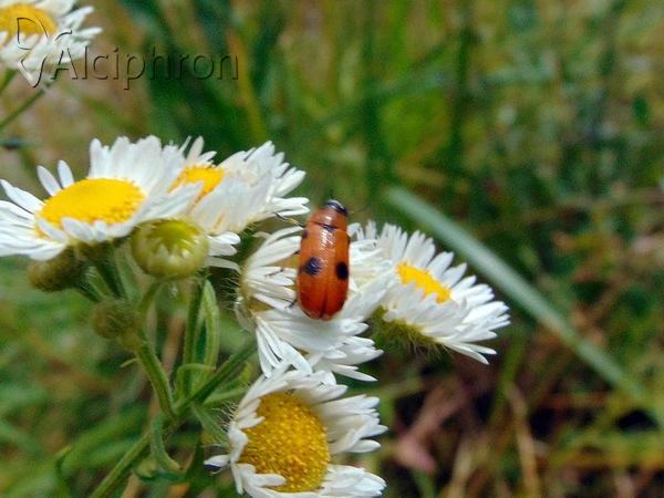 Macrolenes dentipes