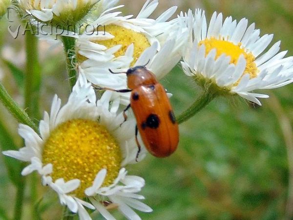 Macrolenes dentipes