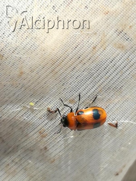 Macrolenes dentipes