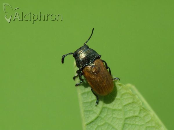 Labidostomis humeralis