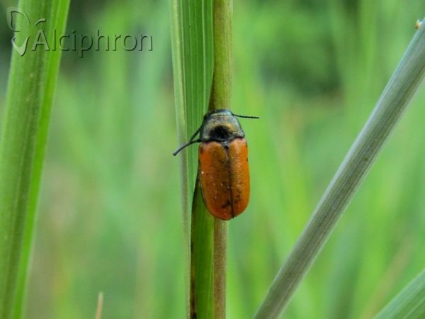 Labidostomis humeralis