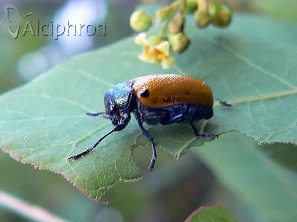Labidostomis humeralis
