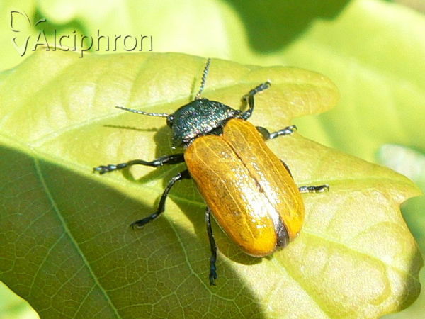 Labidostomis longimana