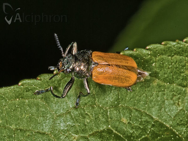 Labidostomis longimana
