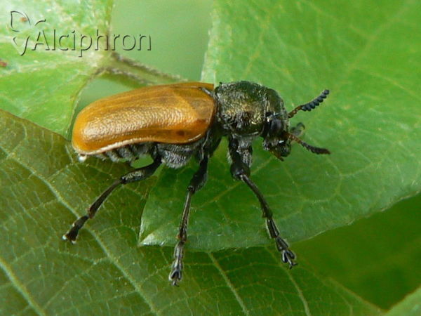 Labidostomis longimana
