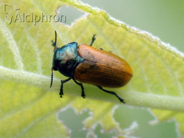 Labidostomis longimana