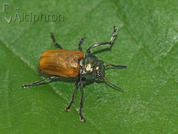 Labidostomis longimana
