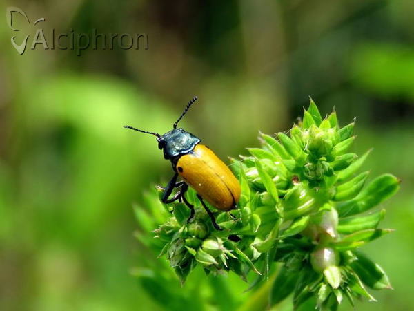 Labidostomis lucida