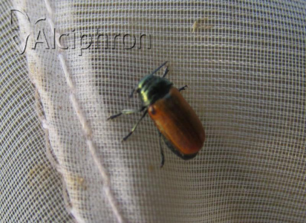 Labidostomis lucida