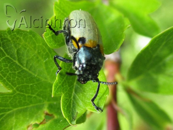 Labidostomis pachysoma