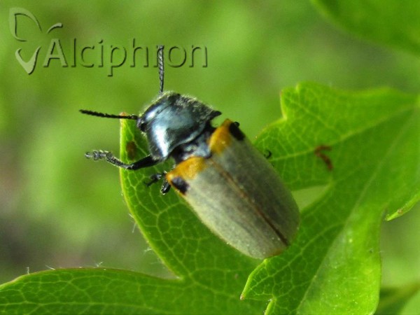 Labidostomis pachysoma