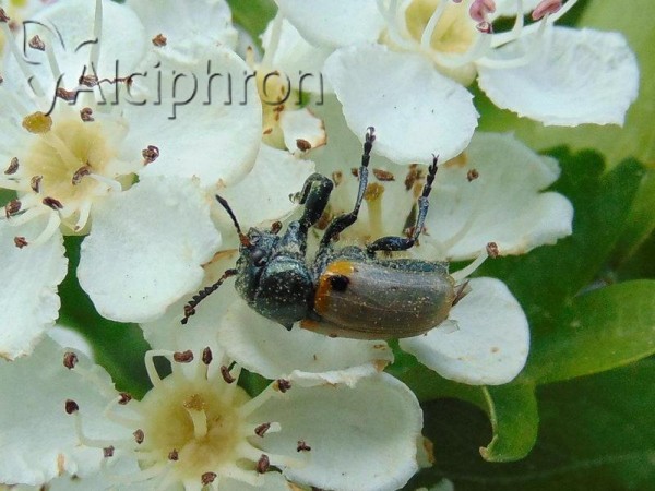 Labidostomis pachysoma