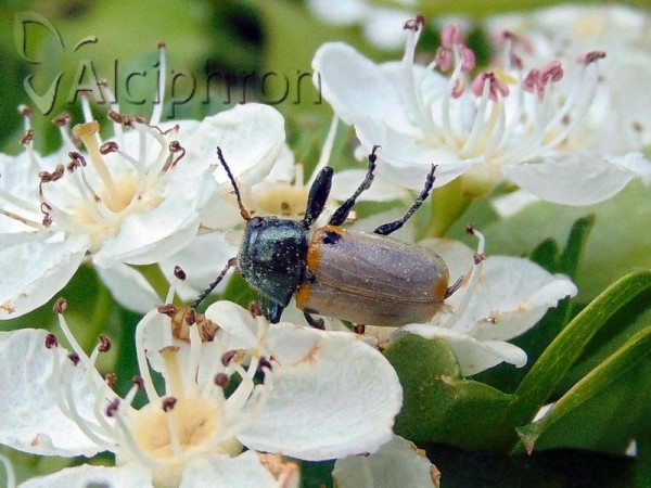 Labidostomis pachysoma