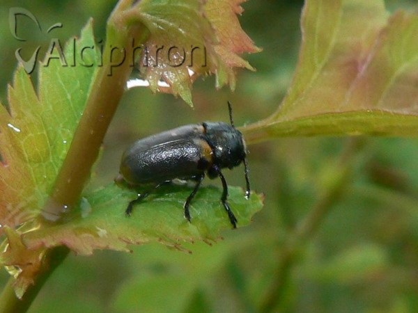 Labidostomis pachysoma