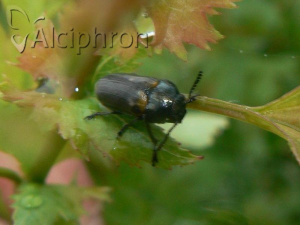 Labidostomis pachysoma