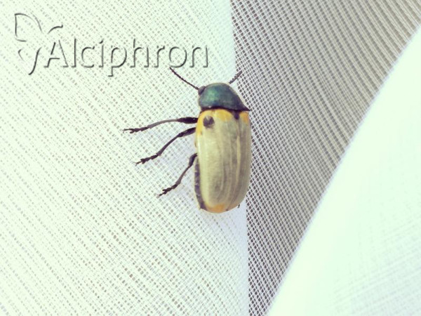 Labidostomis pachysoma