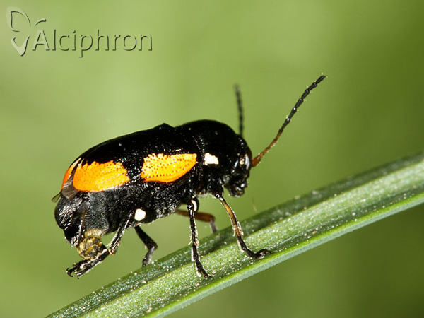 Cryptocephalus apicalis