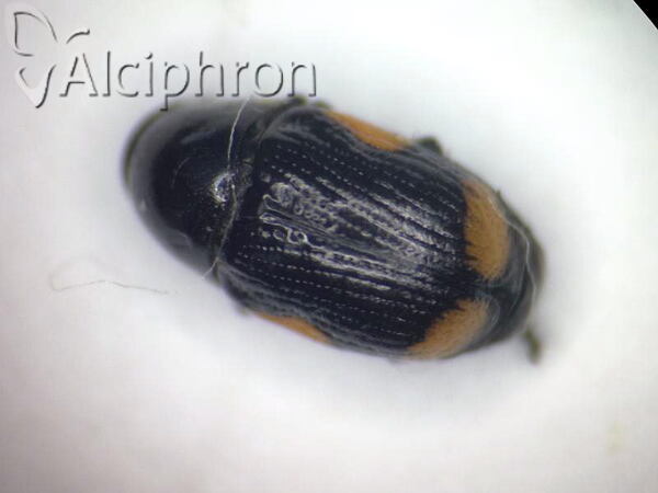 Cryptocephalus apicalis