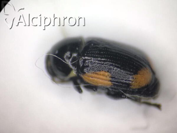 Cryptocephalus apicalis