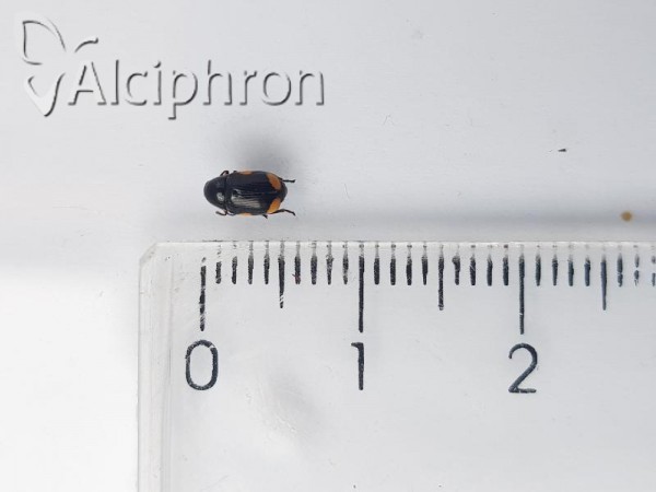 Cryptocephalus apicalis
