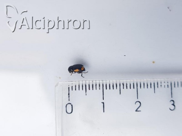 Cryptocephalus apicalis