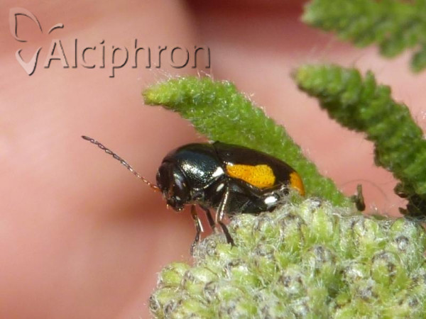 Cryptocephalus apicalis