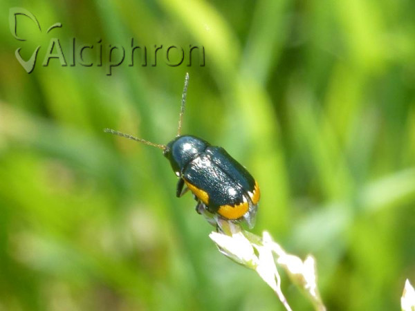 Cryptocephalus apicalis