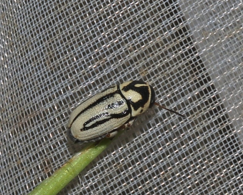 Cryptocephalus gamma