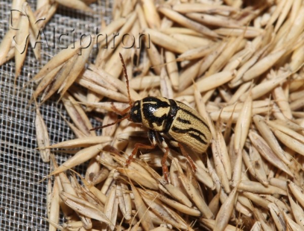 Cryptocephalus gamma
