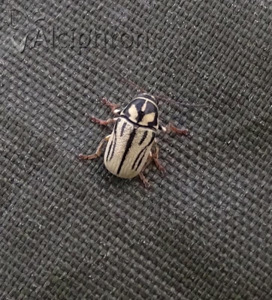Cryptocephalus gamma