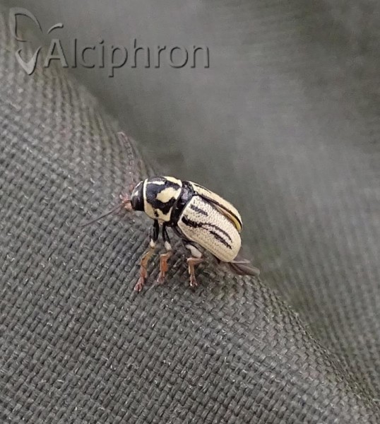 Cryptocephalus gamma