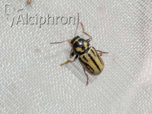 Cryptocephalus gamma