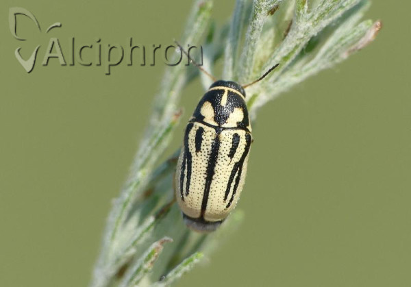 Cryptocephalus gamma
