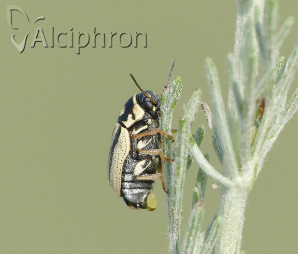 Cryptocephalus gamma