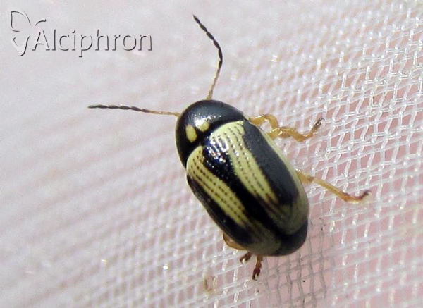 Cryptocephalus bilineatus