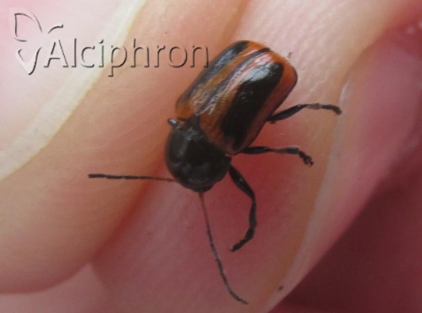 Cryptocephalus bilineatus