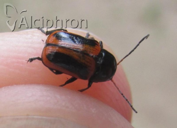 Cryptocephalus bilineatus