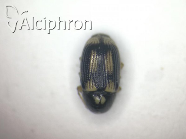 Cryptocephalus bilineatus
