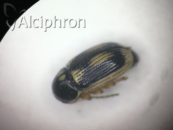 Cryptocephalus bilineatus