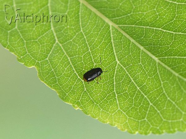 Cryptocephalus chrysopus