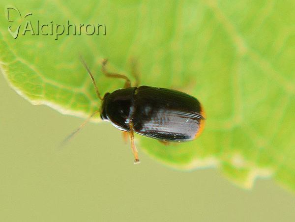 Cryptocephalus chrysopus