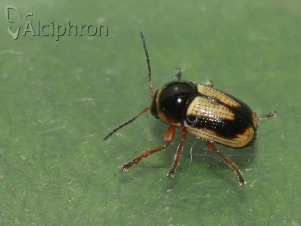 Cryptocephalus connexus