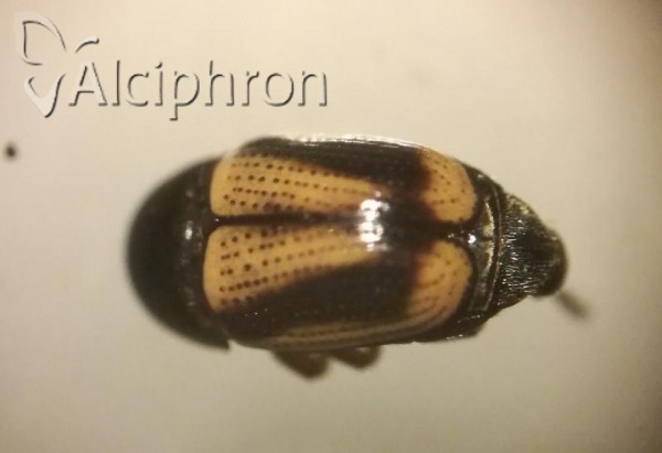 Cryptocephalus connexus