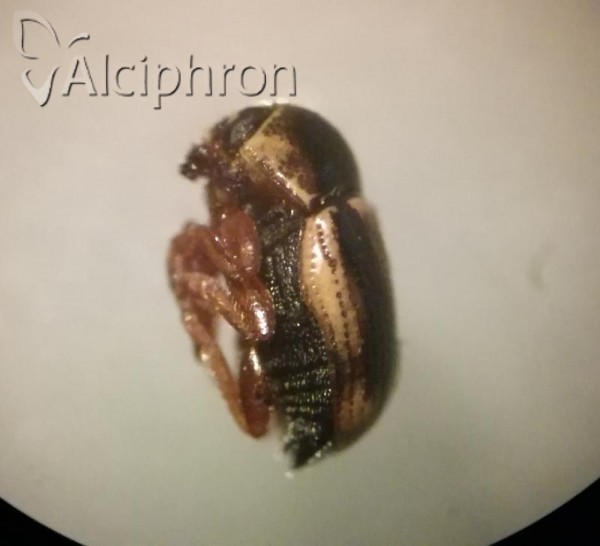Cryptocephalus connexus