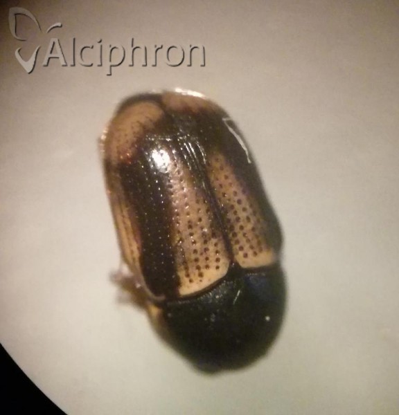 Cryptocephalus connexus