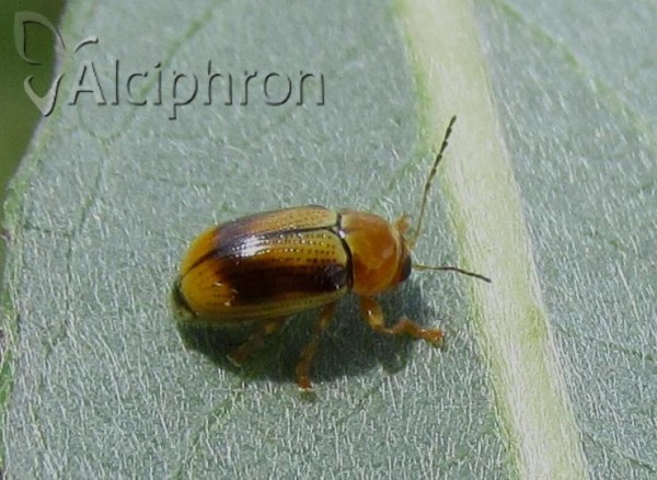 Cryptocephalus fulvus