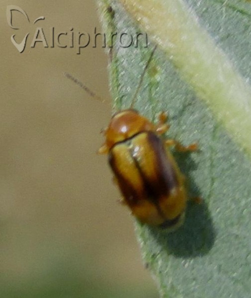 Cryptocephalus fulvus