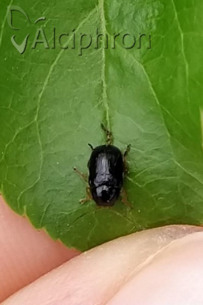 Cryptocephalus ocellatus