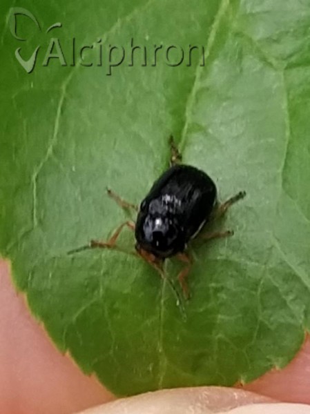 Cryptocephalus ocellatus