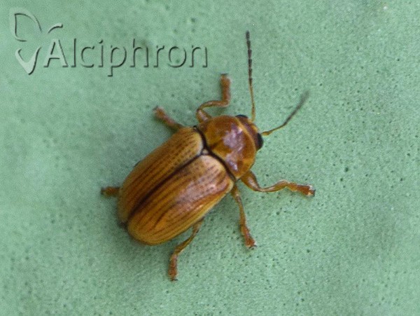 Cryptocephalus populi